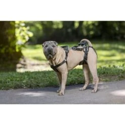 PetSafe CareLift Hebegeschirr Für Hunde Beige/ Schwarz M -Zoofachgeschäft 00230fc493a2fa8245378b8cc6046073102c120f 1481153 de DE 15acbfa97ec816b0798a5969f11ddf9e37fad4caUd8lts