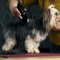 Moser Schermaschine Typ 1400 9 Moser Schermaschine Typ 1400 -Zoofachgeschäft 02df9a45ad10057f7cdfbb122412b44ddb24fd91 7c7f90f149fd71377858189c53a8f5cca4170f60