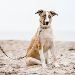 THE DOG IDEA Boho-Chic Hundeleine Mokka 1,2 M -Zoofachgeschäft 09397dea743ee3b07e30af14630ff5f27f466a42 1662742 de DE 9bc90818d545e8f8a07dc974f64148ef5ceda9e3dXCdpN