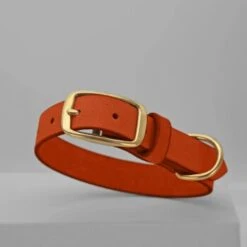 THE DOG IDEA Leder Halsband Orange M -Zoofachgeschäft 12b037fcd21444157e1d45a6d5fe2ee513fb1836 1674196 de DE 5978bd7e64f16150cd3183d9e93e99db73128fa2XPyfWy