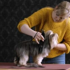 Moser Schermaschine Typ 1400 10 Moser Schermaschine Typ 1400 -Zoofachgeschäft 1559dc1580d12f0825069dc0425234fe0b455a1c 1f8a3eb831d5c4fcc001113b4dafee6e3054f4c4