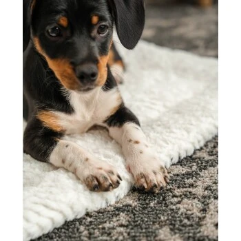 Lionto Wendedecke, Liegedecke Für Hunde & Katzen S 3 Lionto Wendedecke, Liegedecke Für Hunde & Katzen S – Bild 3