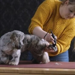 Moser Schermaschine REX MINI 7 Moser Schermaschine REX MINI -Zoofachgeschäft 26311403a9d7b70c3de3d6d478c9b7979d52d818 8d6659a959561a0e293ec7332a89fd631110efed