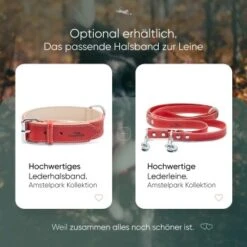 Freudentier Hundeleine Aus Leder, Verstellbar Rot 2 Cm -Zoofachgeschäft 2962c2e598bc6cbfe94ea7ab0bc9c46ed7dc929e 1655244 de DE f81a0a5aa37f11b9f30726c77188c6f92aabb009nCQB91