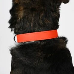 THE DOG IDEA Biothane Halsband Orange Neon Orange M -Zoofachgeschäft 51ea5c788d1ad87c16ce3f6e511fe310355345e2 1481072 de DE f0e08182ef2d8d18aa3240afea8db7257fb62b23Owd2ZW