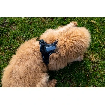 Fressnapf Tracker Pathfinder Geschirr Set S 7 Fressnapf Tracker Pathfinder Geschirr Set S – Bild 7