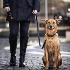 THE DOG IDEA Biothane Hundeleine Gold Khaki 7 THE DOG IDEA Biothane Hundeleine Gold Khaki -Zoofachgeschäft 622d13db3c996c3a8e2ec8f4ede001aaa78320e9 1655423 de DE 01b2176a917ca11ea55be7a01d9a2ab678a246c6dMtwON