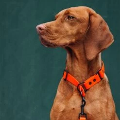 THE DOG IDEA Zugstopp Halsband Orange XS 10 THE DOG IDEA Zugstopp Halsband Orange XS -Zoofachgeschäft 62de472ef4f84b543f9cc874509c065974c9a3f3 1499712 de DE c446216eff523beabc9fab65b02eb3962b4715b4wUrpDL