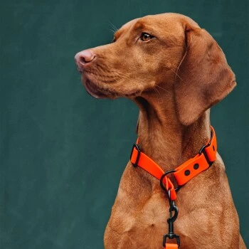 THE DOG IDEA Zugstopp Halsband Orange XS 5 THE DOG IDEA Zugstopp Halsband Orange XS – Bild 5