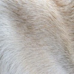 THE DOG IDEA Klassische Hundebürste Naturfibre -Zoofachgeschäft 676bdeb1a8deaabc9fd3f5e57dee401f0e69a9f8 1485270 de DE eacaeb5bfae7cf6612554a6aa926d1cc6dfba5918XqumA