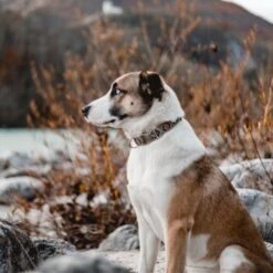 THE DOG IDEA Boho-Chic Halsband Mokka L 9 THE DOG IDEA Boho-Chic Halsband Mokka L -Zoofachgeschäft 6b49a99aa143d54502c8eb3ec2408952c563ffa4 1485274 de DE 1df4c97abf7367170a94b9b3059f319b00fb78f7T5UAow