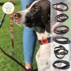 Kipita Polo Hundeleine Lively -Zoofachgeschäft 723664551049d07ec68d4460c73d9e010a1f061e 1410956 de DE 625a832dcf10b95b1e48e9321358f0ba1de3b45ee0gteQ