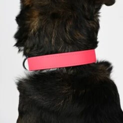 THE DOG IDEA Biothane Halsband Pink Pfirsich XS 7 THE DOG IDEA Biothane Halsband Pink Pfirsich XS -Zoofachgeschäft 765ac9bab9d442e8a54d47ba6250bb460553f5c7 1487837 de DE ae76149b2003ebab0b9566751b2be185ae89fa35f16w3V