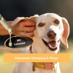 BeG Buddy Ohrreiniger Für Hunde, Juckreiz, Verschmutzung & Ohrmilben, Ohrenpflege Hund -Zoofachgeschäft 7b60a3022ebb426552422fbdc4dd8d77c64be8cf 1500787 de DE b51c870aaae4933941aa890d02263a49251d01d5OgvvjE