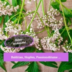 BeG Buddy Beruhigungsmittel Anti Stress -Zoofachgeschäft 7c3846491df427de932f09e57699b9a6d324d947 1457250 de DE c55bd45ac79813393a79e368d342148cdba9e2f0PJmATI