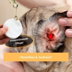 BeG Buddy Ohrreiniger Für Hunde, Juckreiz, Verschmutzung & Ohrmilben, Ohrenpflege Hund -Zoofachgeschäft 7e57ffedd36efe83c62c35bf2950e792a38dc962 1500787 de DE 4ccff8ce096d74f709ff92188adeaa6426f950e3pEPR1R