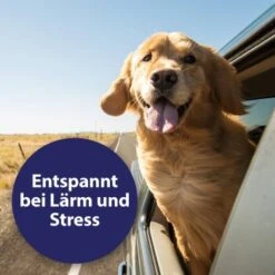 Canosept Home Comfort Beruhigungsspray Für Hunde 100 Ml -Zoofachgeschäft 83722164e39a9871cce2ee23a4ff550833c770e3 canosept home comfort content 03