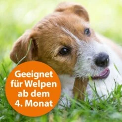 Ardap Zecken- & Floh-Halsband Für Hunde M 15 Ardap Zecken- & Floh-Halsband Für Hunde M -Zoofachgeschäft 8c7780054977f67bacc151139c6a423e7b9598d5 1221081 de DE eaa998d5d9a4dddabb20499675a876ce02b34af5kOh2o6