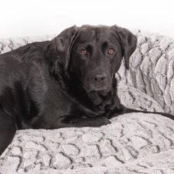 Wallace & Jones Hundebett Cordo-Heaven S -Zoofachgeschäft 8e084c327395b4ef79d8940f974ebd23a64309b7 1449008 de DE 044a9bd4bcc4f828504886aa452126d570985afe10T69n