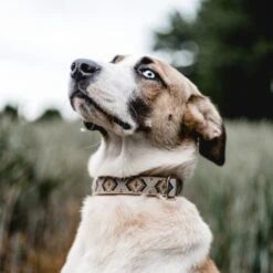 THE DOG IDEA Boho-Chic Halsband Mokka L 8 THE DOG IDEA Boho-Chic Halsband Mokka L -Zoofachgeschäft 8f74ea3d739601b79e563fdb62f8ef3bc2feb824 1485274 de DE 46d925aa762dcb92971f56ec368f3d6e869ab635KGmVRv