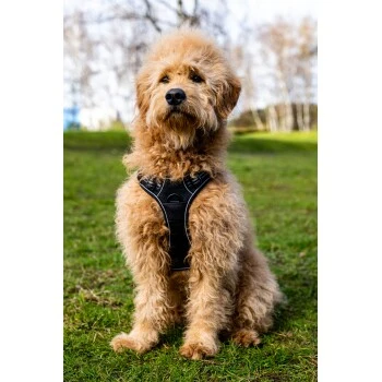 Fressnapf Tracker Pathfinder Geschirr Set S 4 Fressnapf Tracker Pathfinder Geschirr Set S – Bild 4