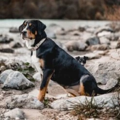 THE DOG IDEA Boho-Chic Halsband Nude S -Zoofachgeschäft bd143607b5a37bfe3935f3c11e119e99ebcdd00a 1662749 de DE b0e815e9f94d2e5fac2e82e30eba142c4805189alV1Qmy