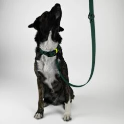 THE DOG IDEA Biothane Hundeleine Dunkelgrün 5 THE DOG IDEA Biothane Hundeleine Dunkelgrün -Zoofachgeschäft c89b8e7b0970fe23476931915a658b9be6e8b8e8 1674192 de DE 0c1fcbe918e3ae6a5aa177080315be9e4fe07940uQibF1