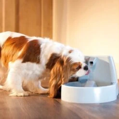 PetSafe Drinkwell Trinkbrunnen Original, 1,5 Liter -Zoofachgeschäft cb67b5accb6fdd9ec3530e007fd4ef1689efc995 0a695b0c941d72c4fef9fa23bc6300c73cab799d