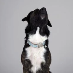 THE DOG IDEA Boho-Chic Halsband Sky S -Zoofachgeschäft e4b3c21c18cb662f31589c64dbf999f08cc7dd71 1485276 de DE 04533c3b55e4cd6d5cfc78f632290e4fe1832996kXES09