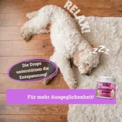 BeG Buddy Beruhigungsmittel Anti Stress -Zoofachgeschäft e508e321b670c48b8e0200cb260a2948b686e5df 1457250 de DE b3b765708a527c30f34f0f58c8595c44fbb0998aiAYJk8