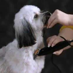 Moser Schermaschine REX -Zoofachgeschäft e8038dbcc4727a75747f8832087092baa0fa43aa 187f5afc428e49269186b36ca7790ac3a42cb0ac