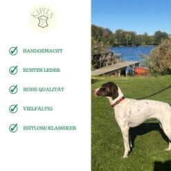 Kipita Polo Hundeleine Lively -Zoofachgeschäft ec2a1ce9d03ac52b6ee730c49c20a83c372f273d 1410956 de DE a80600e4efde3a225fa3cf1a3c1d2fd853aec6908O2oVf