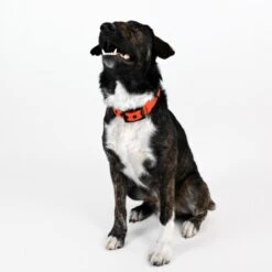 THE DOG IDEA Biothane Halsband Orange Neon Orange M -Zoofachgeschäft f82b95fe0914ba7fb90b5448ed566b6774598b24 1481072 de DE 295a951c20e19ba138952292557598f594888b49wu0leh
