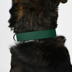 THE DOG IDEA Biothane Halsband Dunkelgrün XS -Zoofachgeschäft f9210efff583b3e05496b67e823e01eb4b03e858 1674186 de DE 2d98ac1531a8520d8469317820414b744558358dIf8AKW